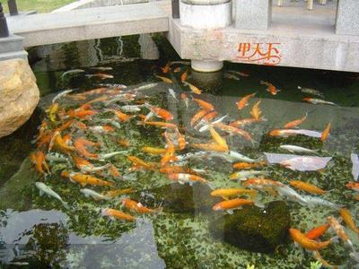 石家庄锅炉软水设备 厂家直销价格与环保优势解析